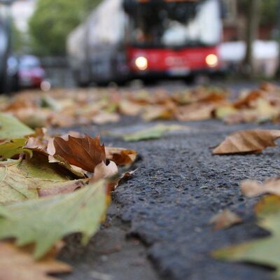 20261013 - Laub entsorgen: So geht es richtig