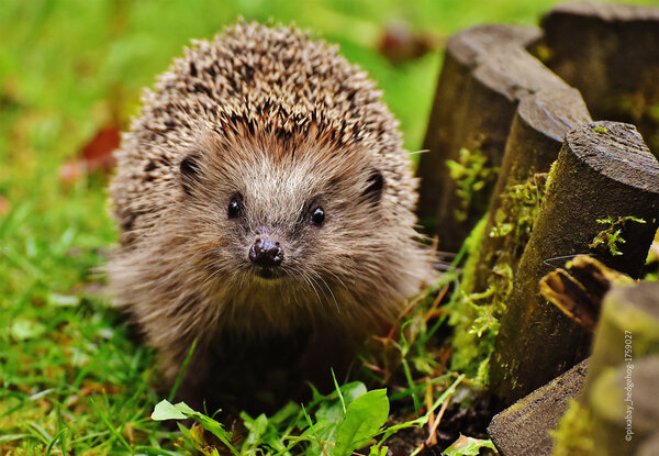 20260511 - T&ouml;dliche Gefahr f&uuml;r Igel und andere Kleintiere durch M&auml;hroboter
