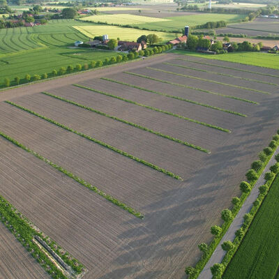 20260729 - Feldtag zu Agroforst und Direktsaat am 8. September in Steinfurt